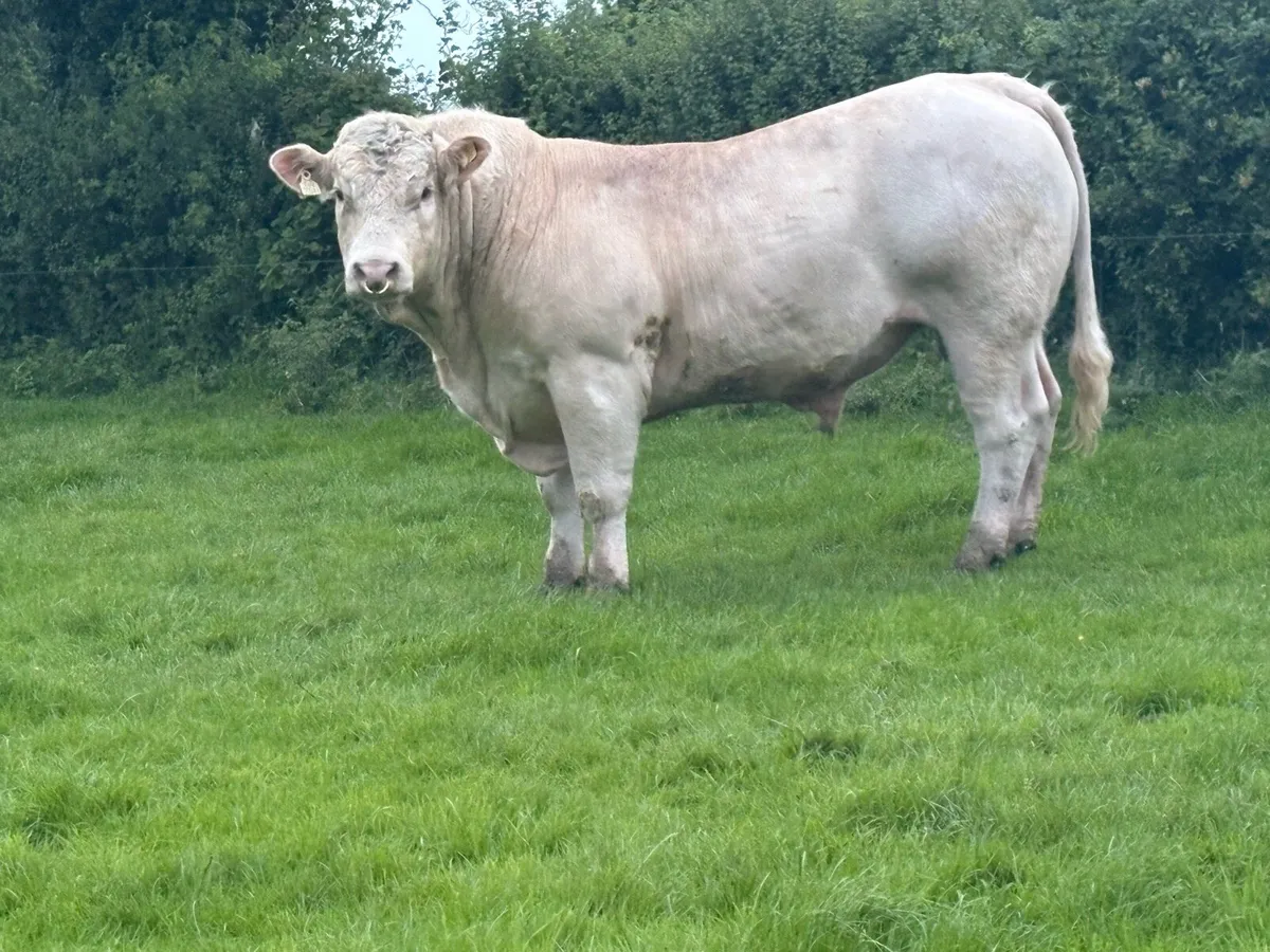 Charolais Bull - Image 2
