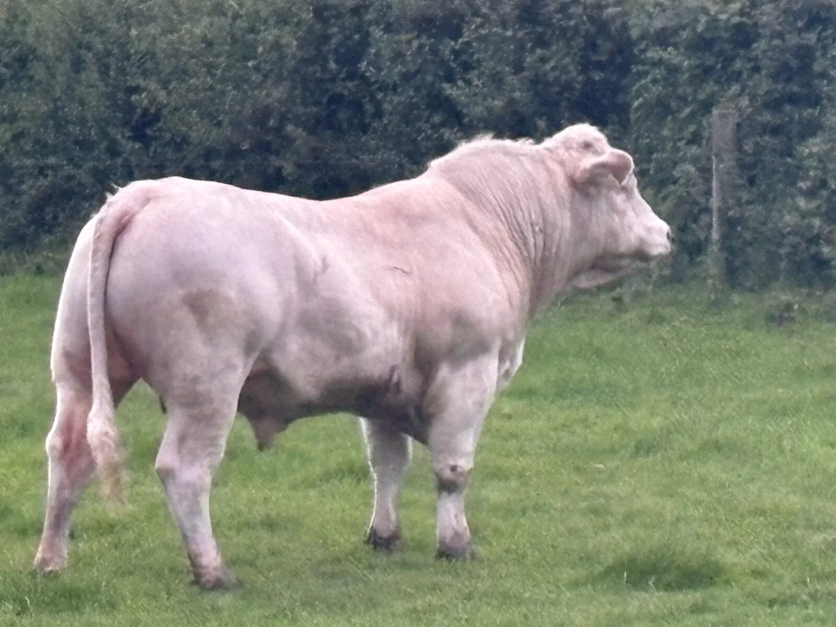 Charolais Bull - Image 3