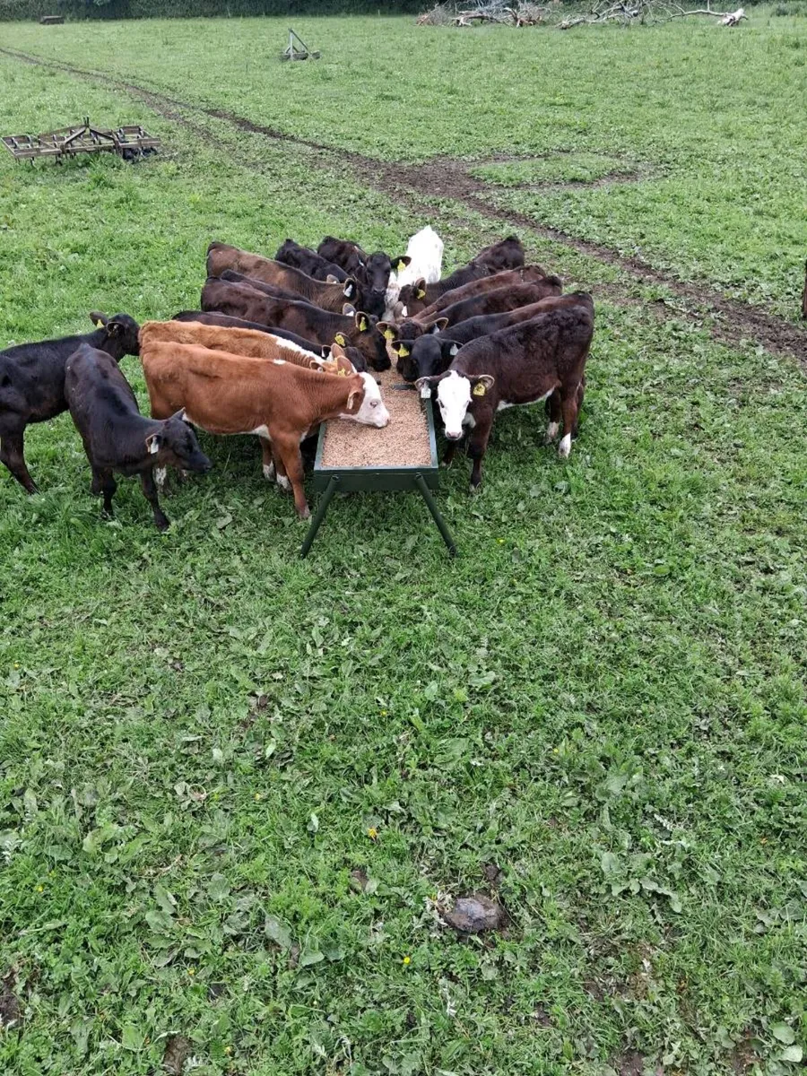 Cattle double feeding trough - Image 4