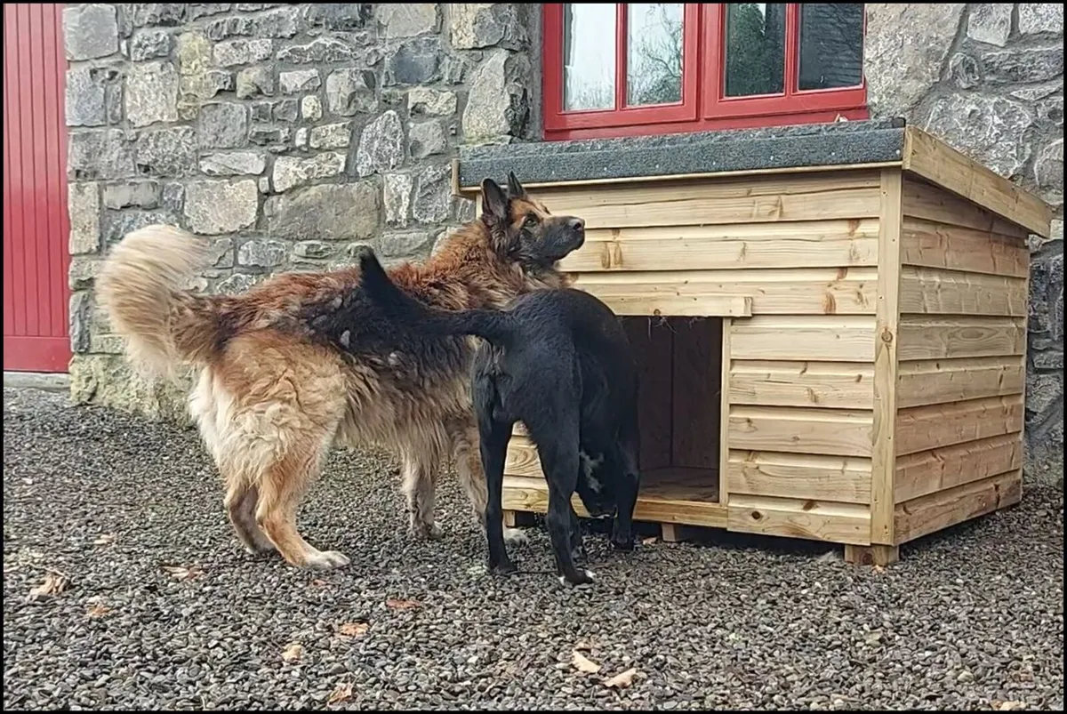 Dog Boxes - Image 3