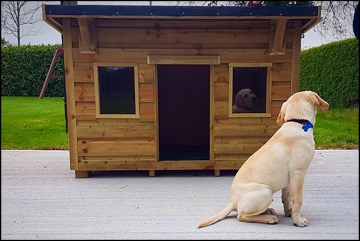 Dog Boxes - Image 4
