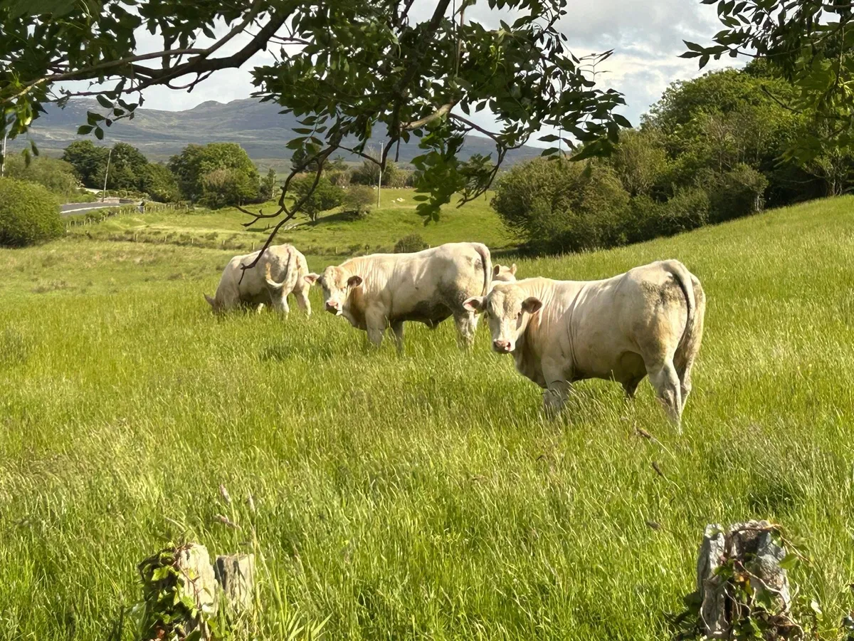 Pure Bred Charolais Bulls - Image 1