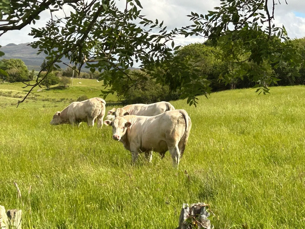 Pure Bred Charolais Bulls - Image 2