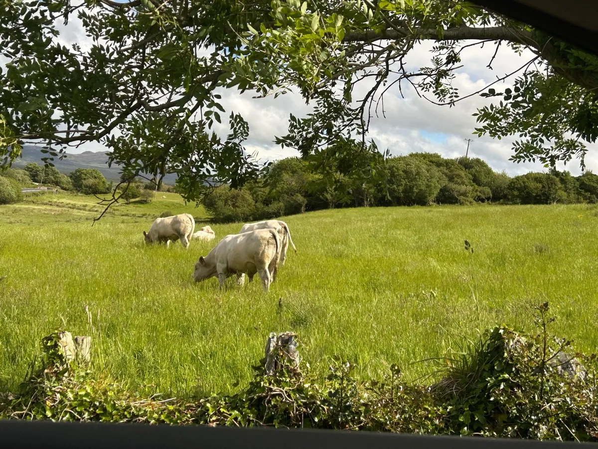 Pure Bred Charolais Bulls - Image 3