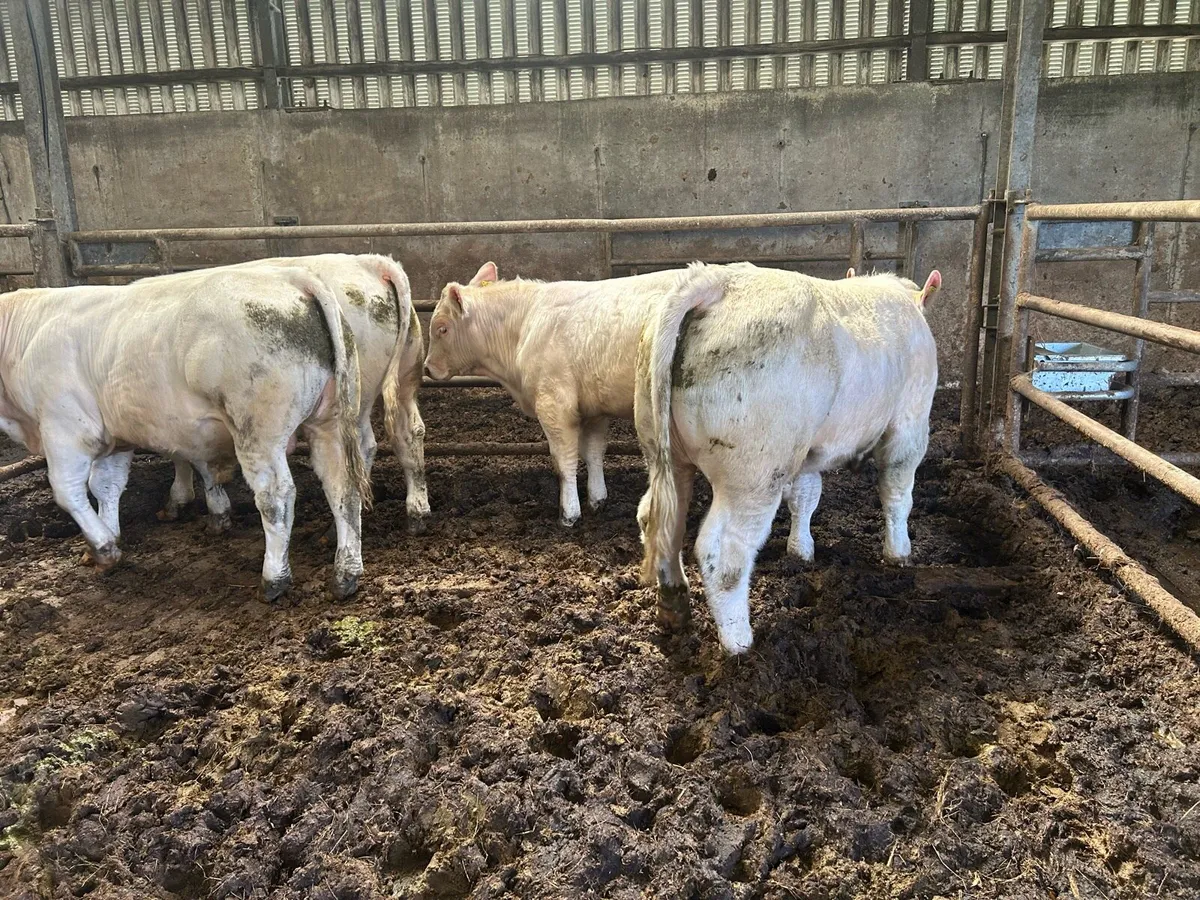 Pure Bred Charolais Bulls - Image 4