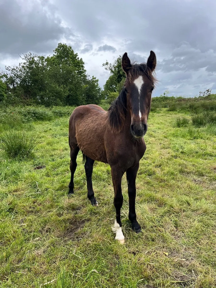Full Irish Draught Gelding - Image 1