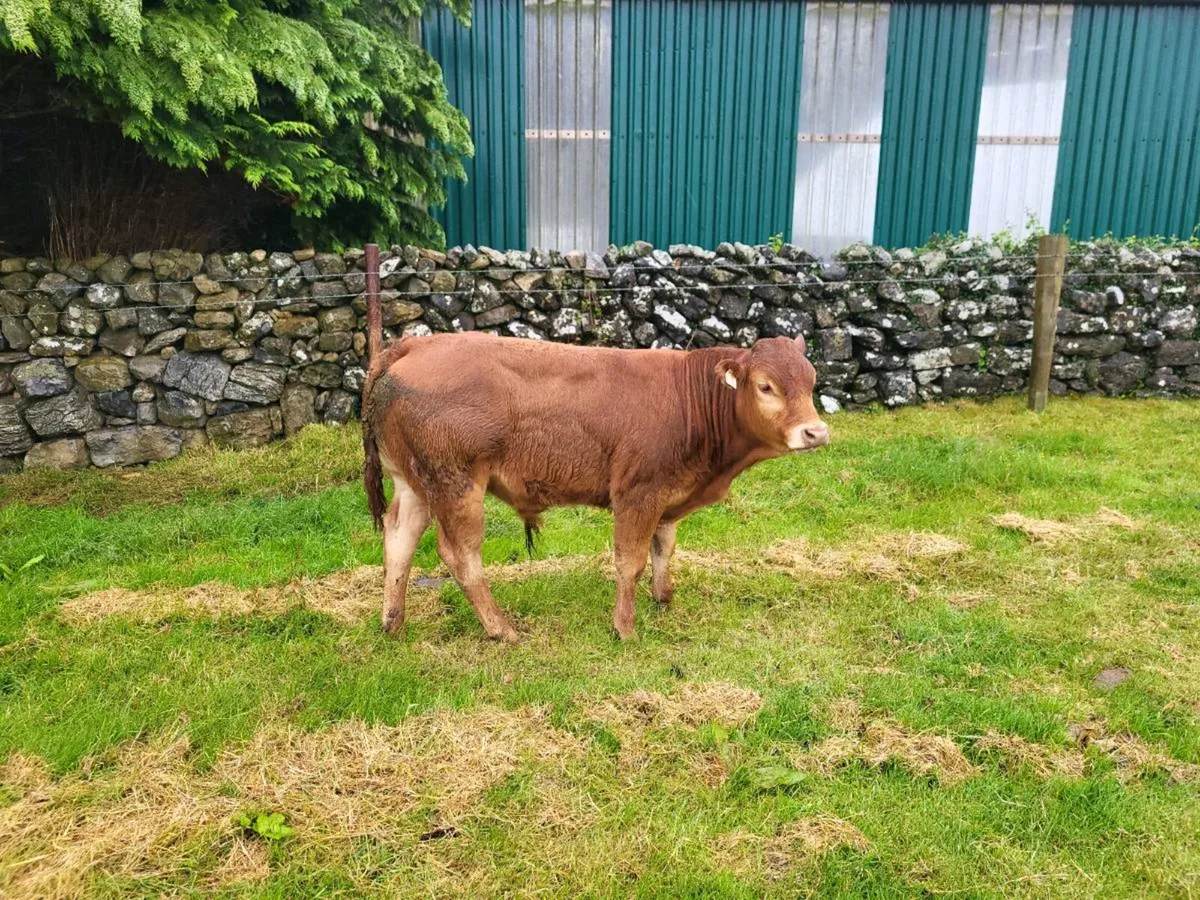 Limousin weanling bulls - Image 2