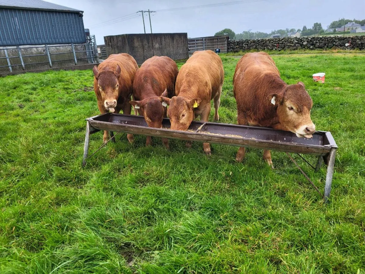 Limousin weanling bulls - Image 1