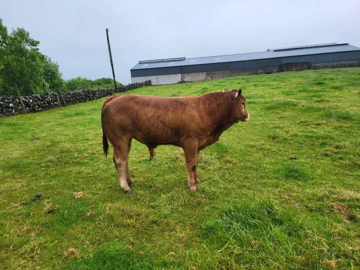 Limousin weanling bulls - Image 3