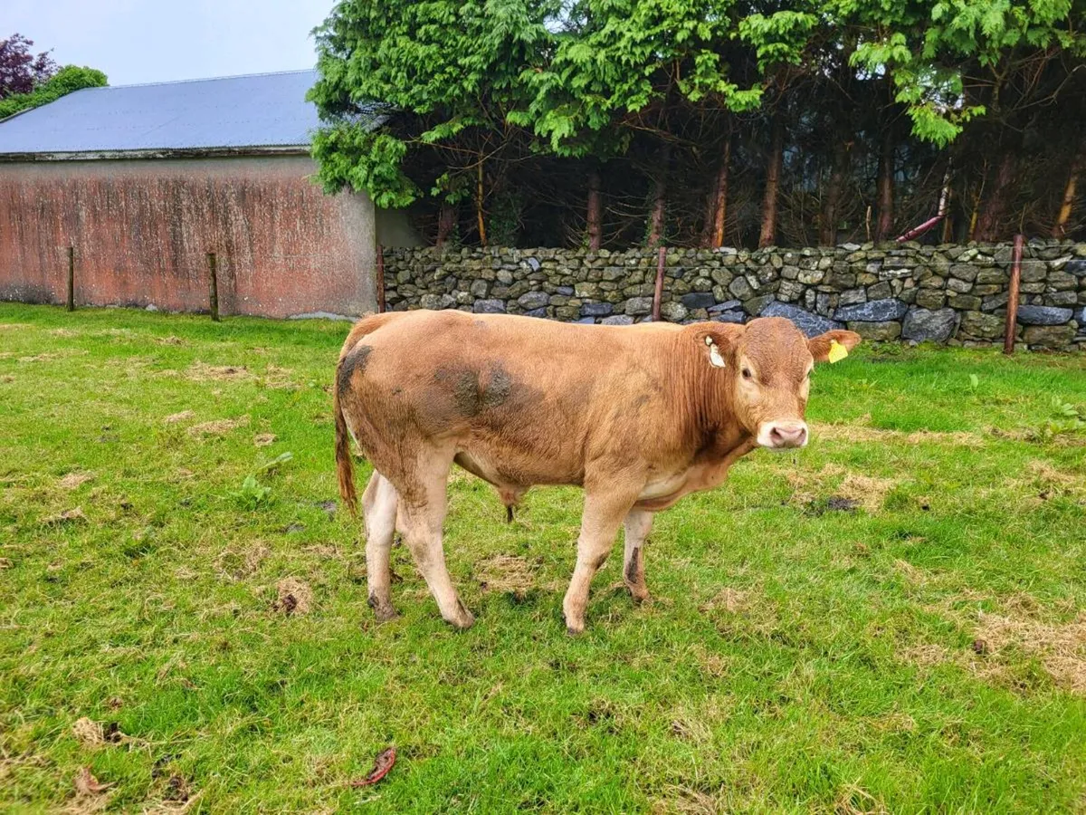 Limousin weanling bulls - Image 4