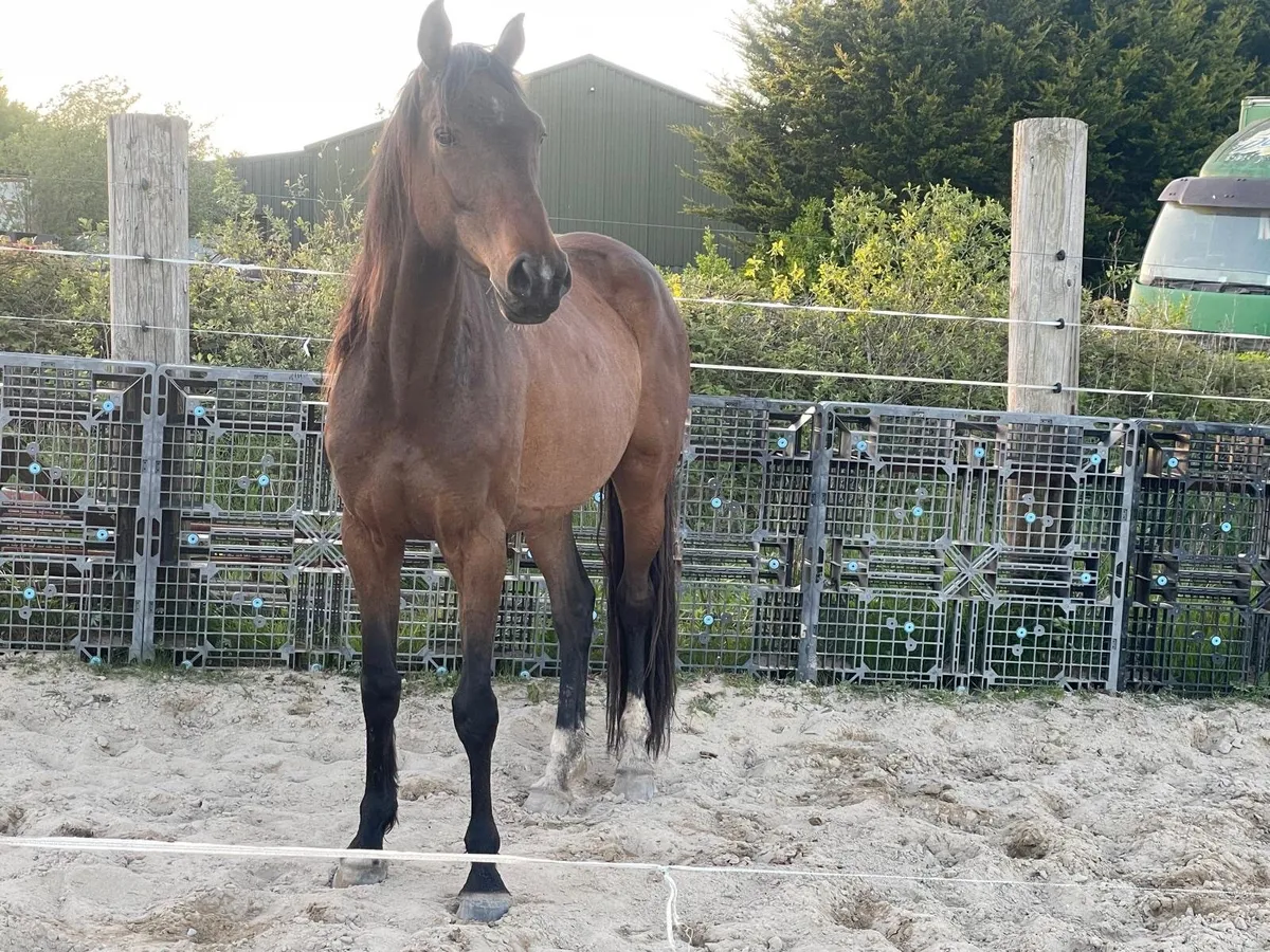 Filly 6 year old - Image 1