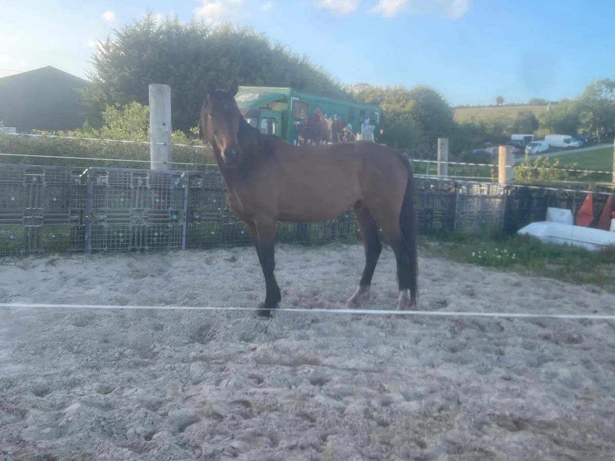 Filly 6 year old - Image 3