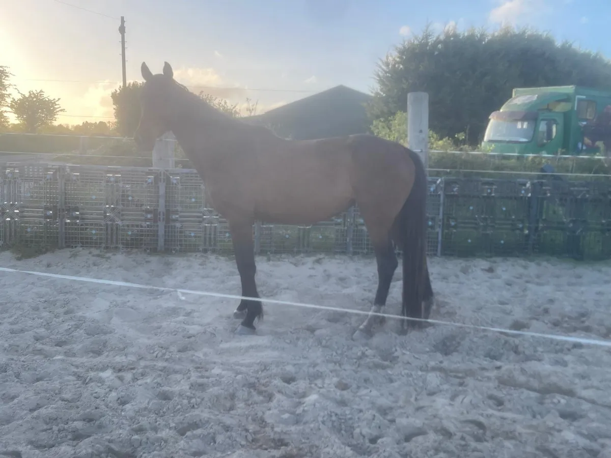 Filly 6 year old - Image 4