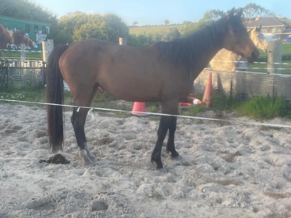 Filly 6 year old - Image 2