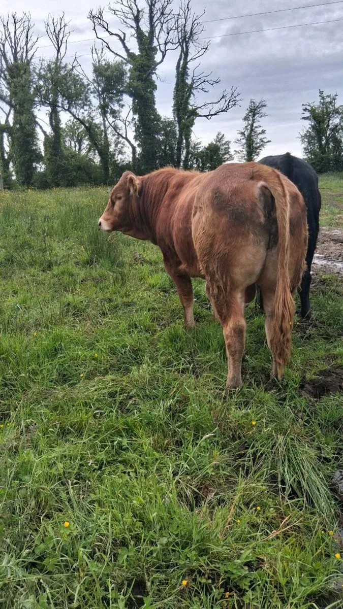 Pedegree Limousin Bull - Image 3