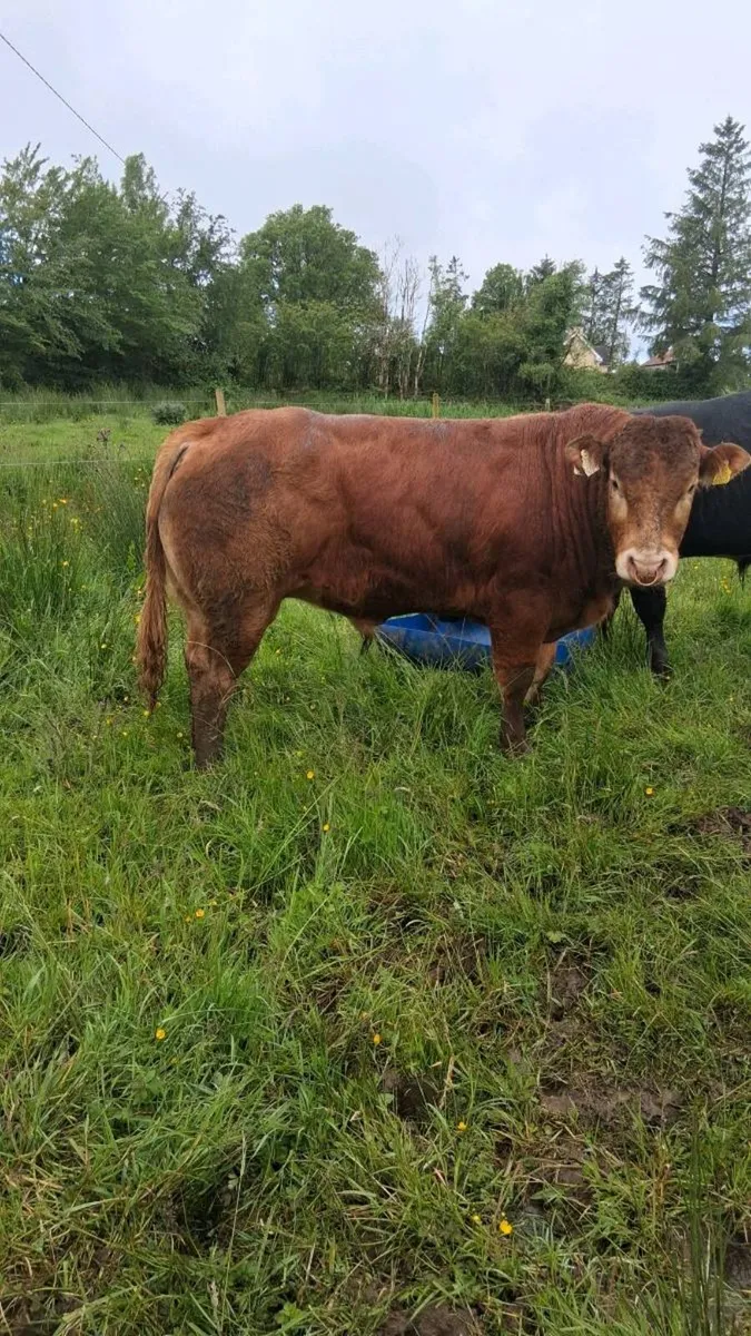 Pedegree Limousin Bull - Image 4
