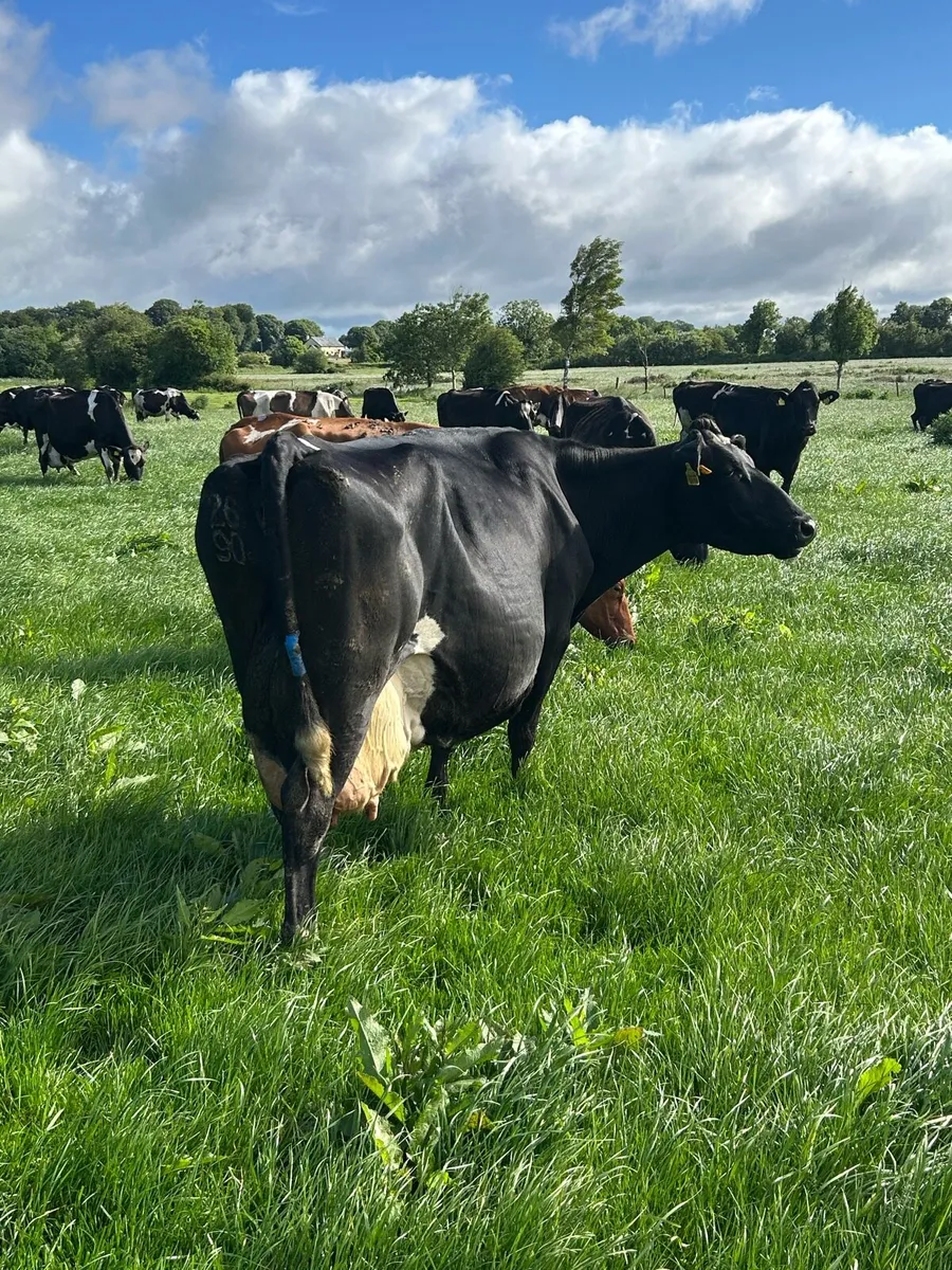 Friesian cow - Image 4