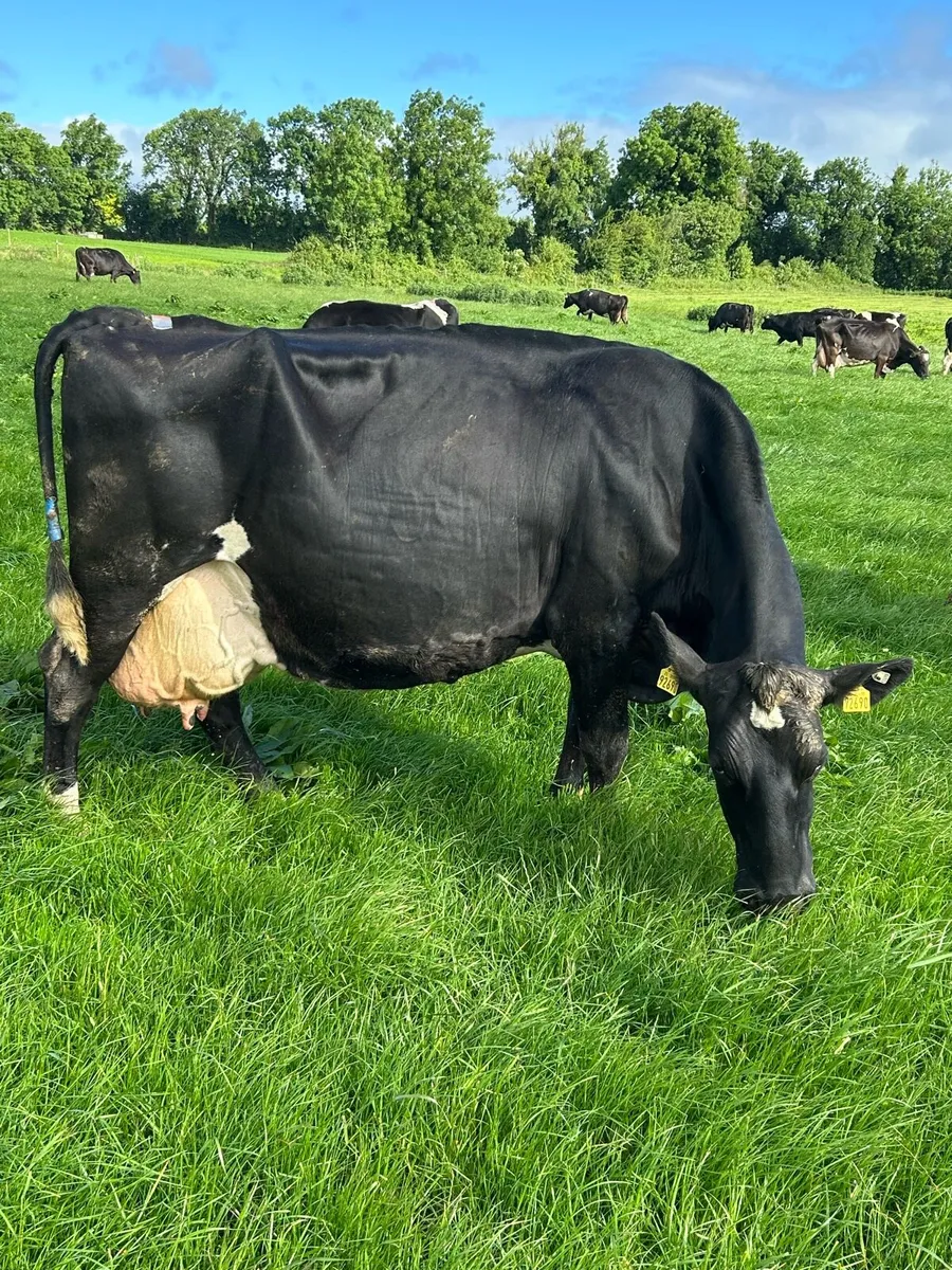 Friesian cow - Image 2