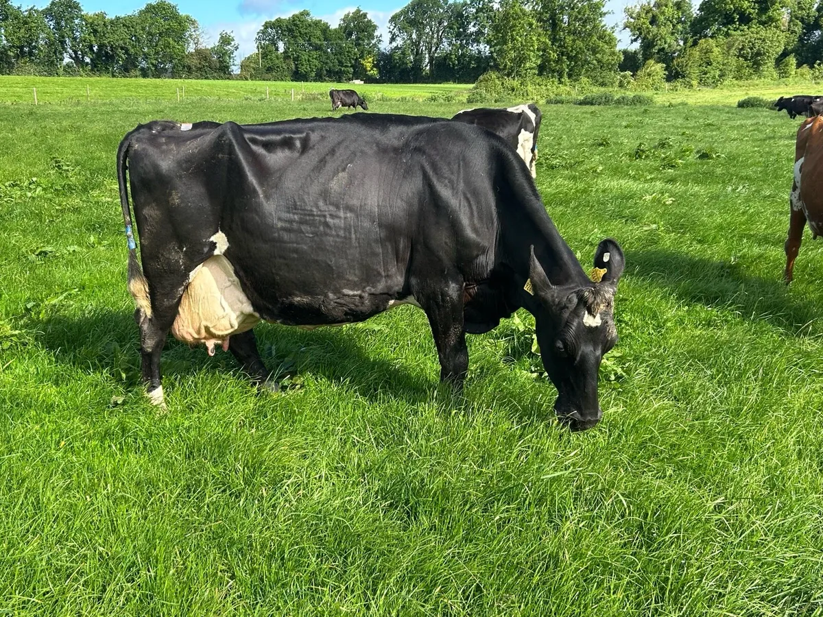 Friesian cow - Image 3