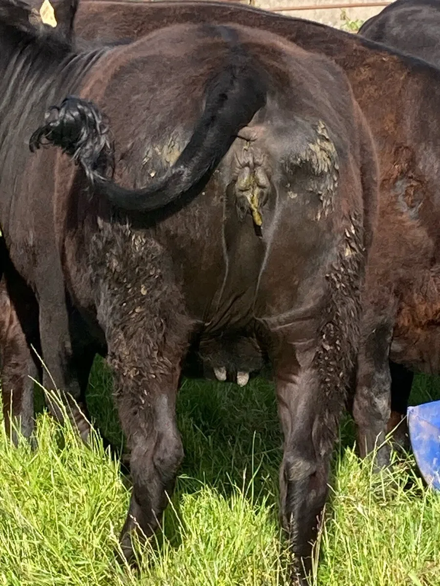 Springers for sale - Image 2