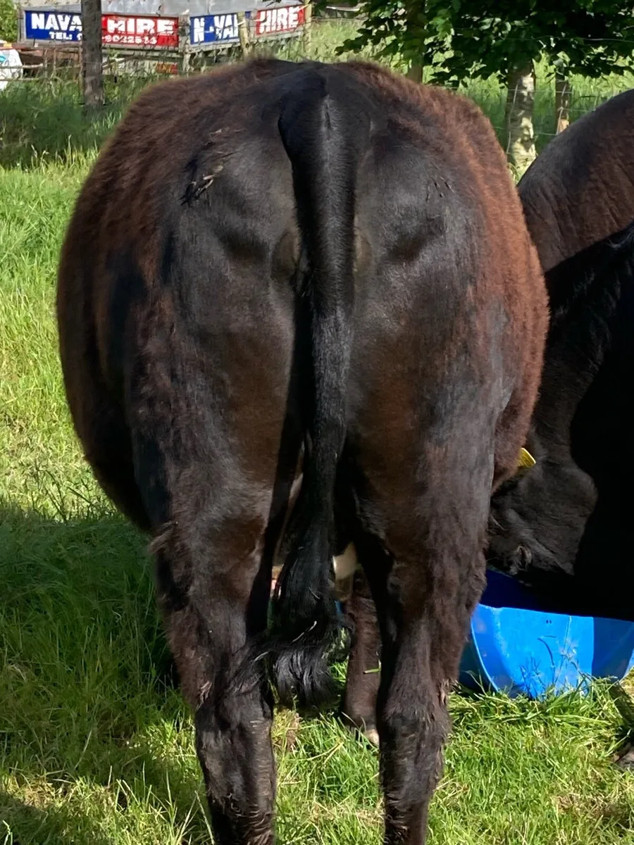 Springers for sale - Image 1