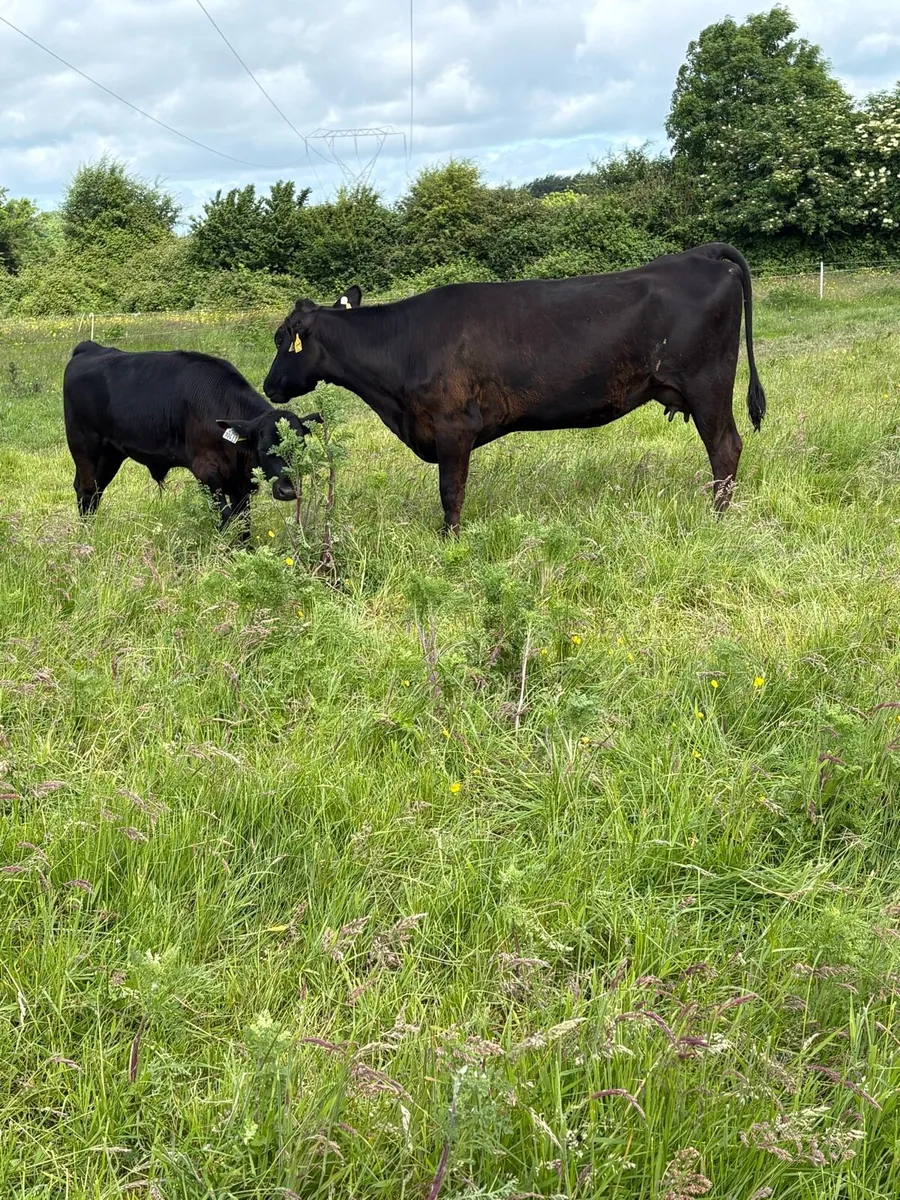 Angus Cow and calf for sale - Image 3