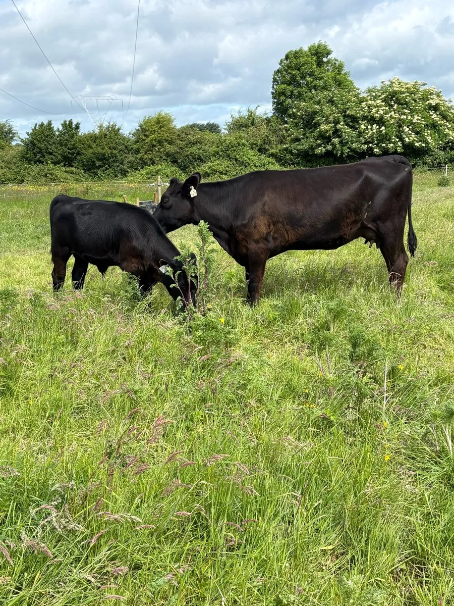 Angus Cow and calf for sale - Image 1