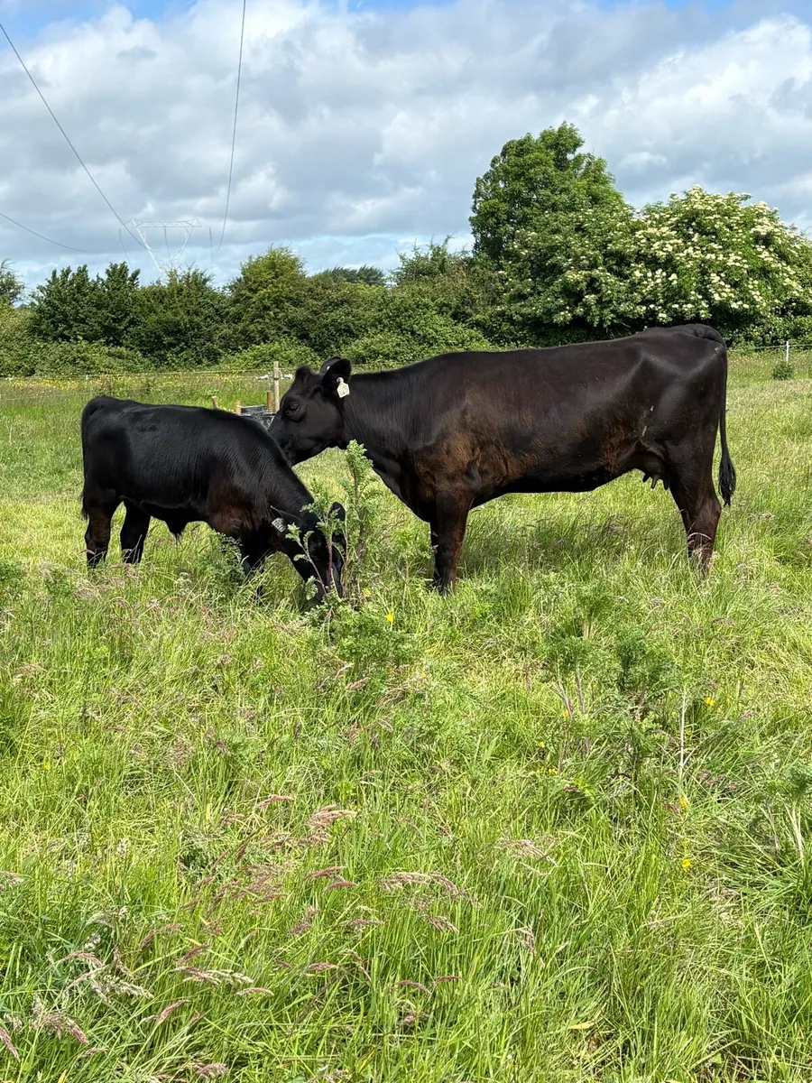 Angus Cow and calf for sale - Image 2