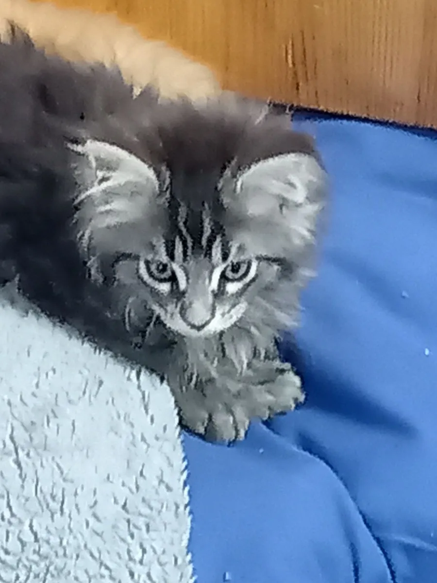 Main Coon kittens - Image 1