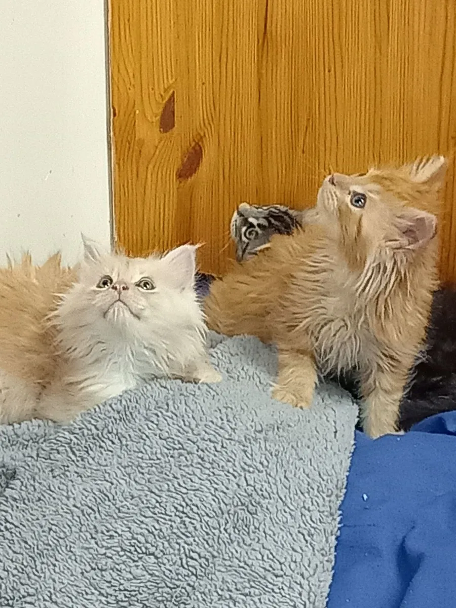 Main Coon kittens - Image 3