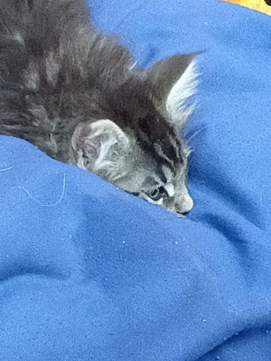 Main Coon kittens - Image 2