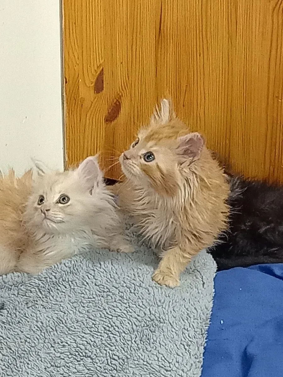 Main Coon kittens - Image 4