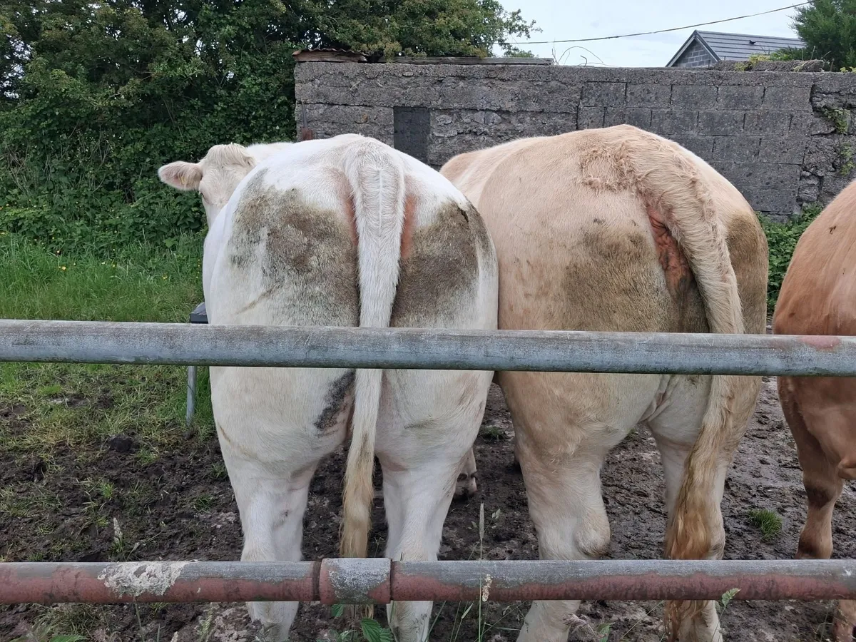 U Grade CH Heifers - Image 4