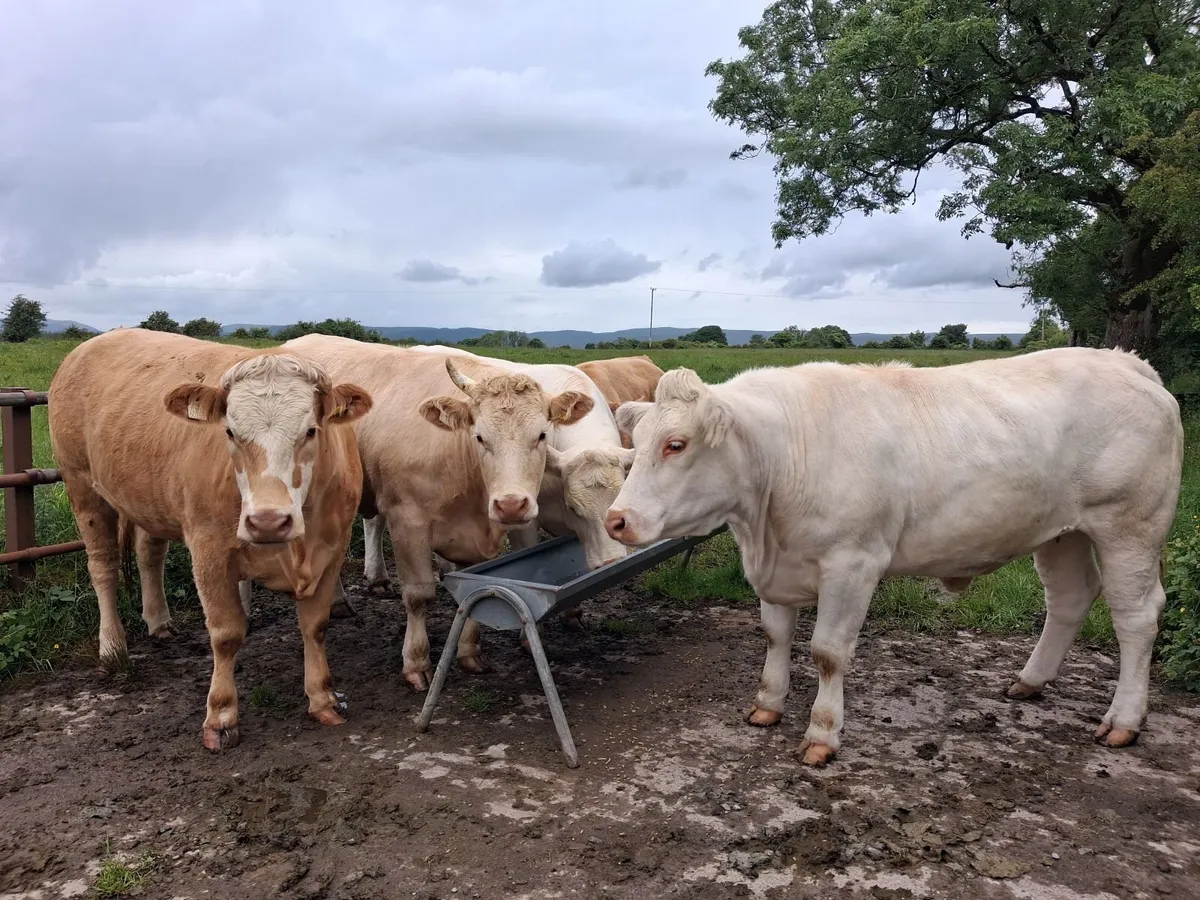 U Grade CH Heifers - Image 2