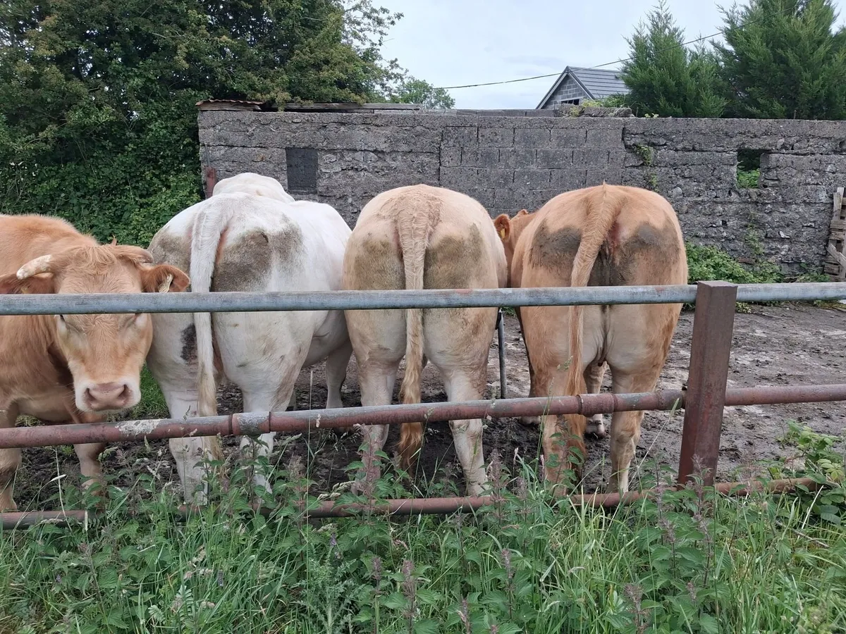 U Grade CH Heifers - Image 3