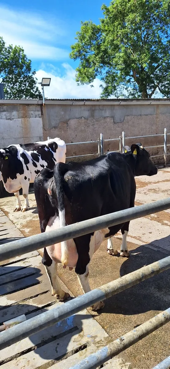 7 Dairy Cows. - Image 1