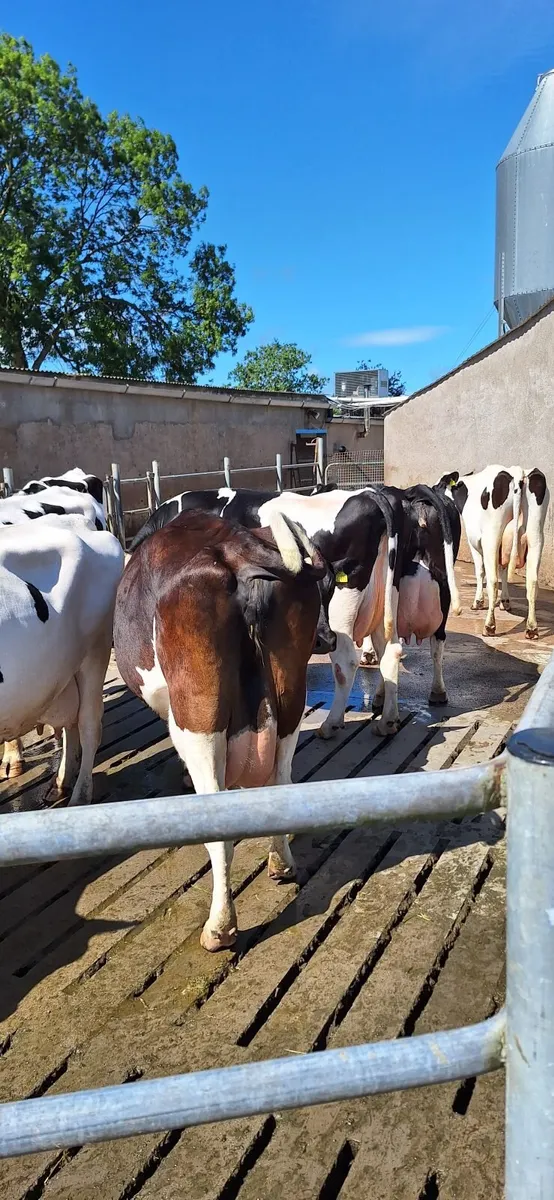 7 Dairy Cows. - Image 2