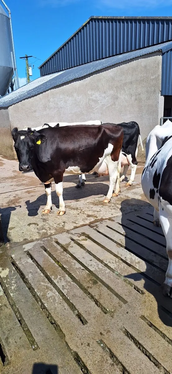 7 Dairy Cows. - Image 3