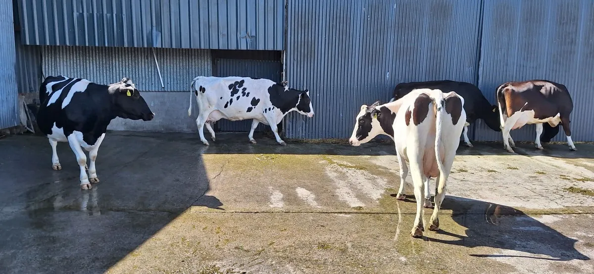 7 Dairy Cows. - Image 4