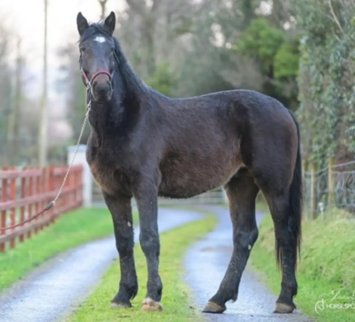 3 year old Draught - Image 1