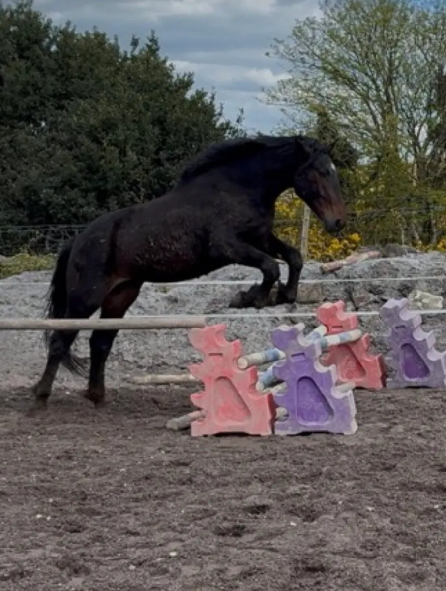 3 year old Draught - Image 2