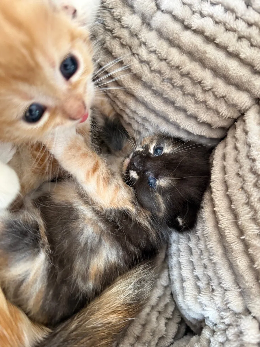 Kittens - Image 3