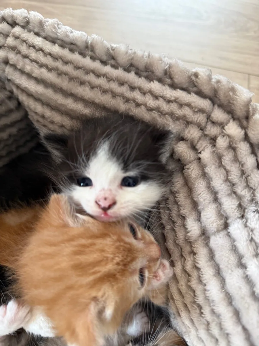 Kittens - Image 4