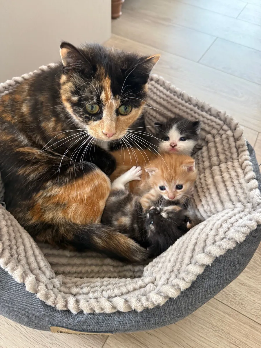 Kittens - Image 2