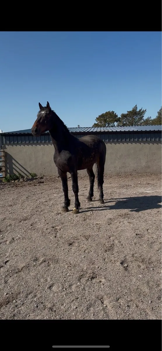 3 year old Draught - Image 3