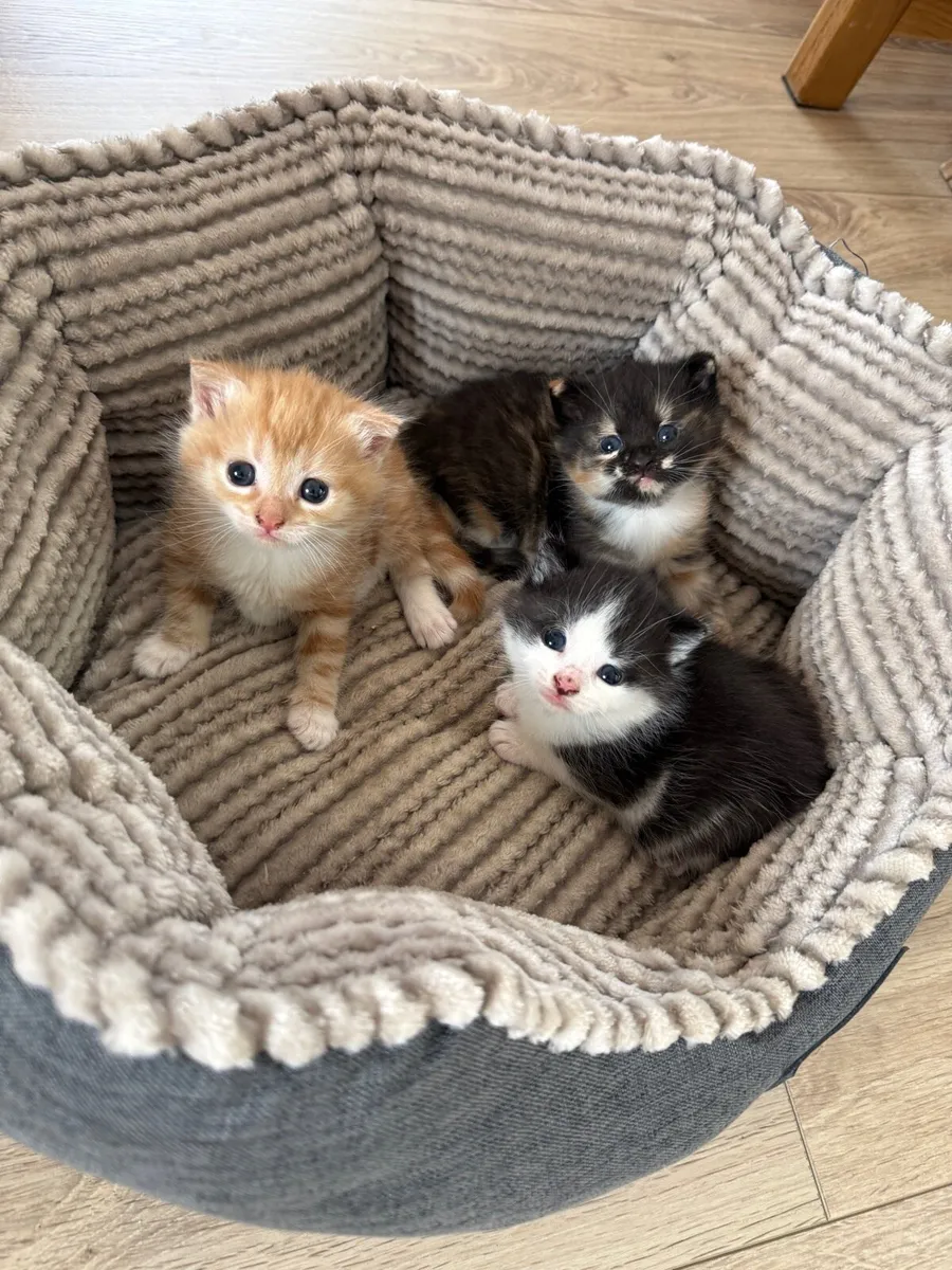 Kittens - Image 1