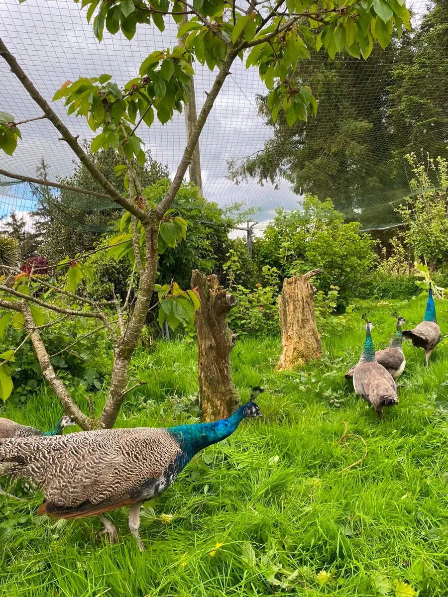Peahens and Peacocks for sale - Image 3