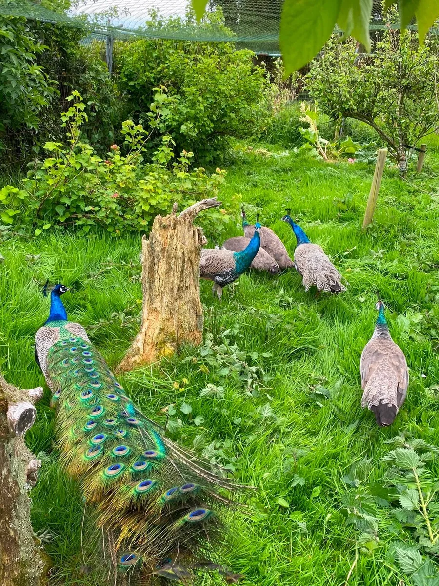Peahens and Peacocks for sale - Image 4