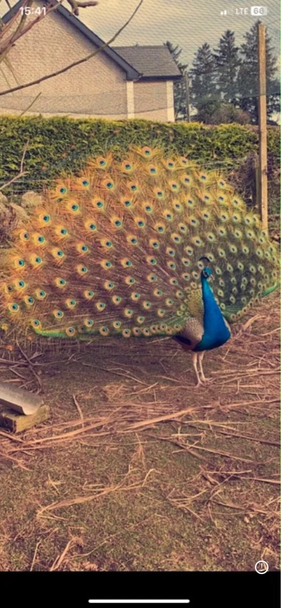 Peahens and Peacocks for sale - Image 1