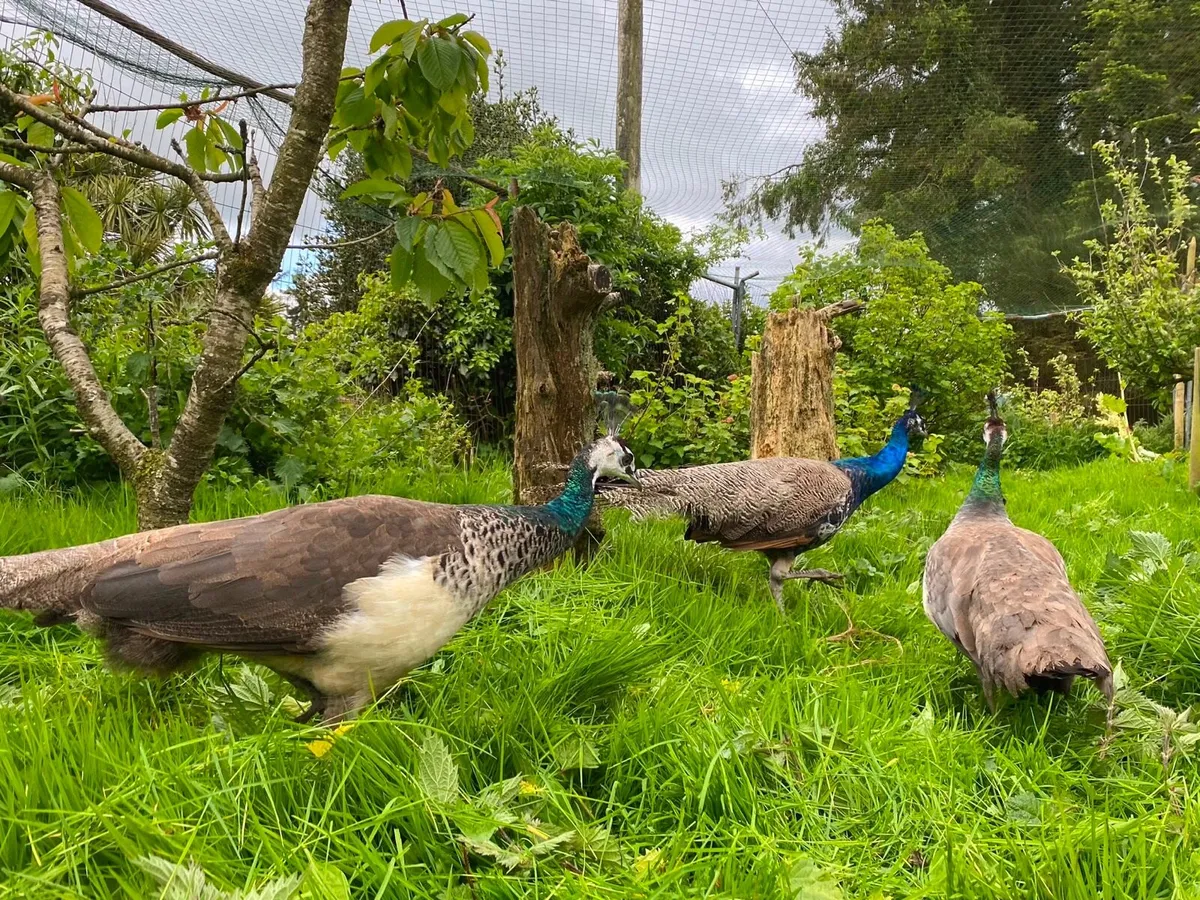 Peahens and Peacocks for sale - Image 2